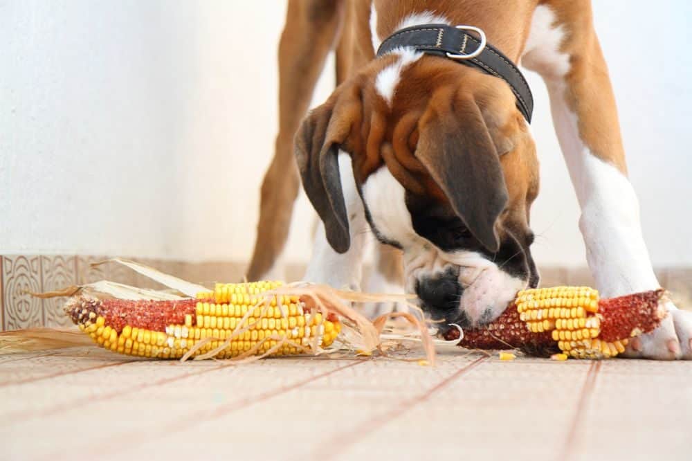 Boxer mit Maiskolben