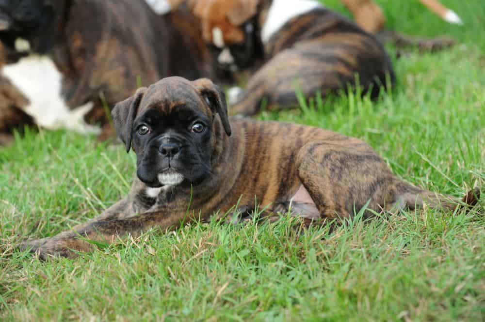 Gesunde Boxer Welpen ist das Ziel