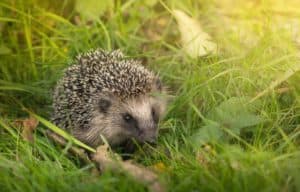 Hund bekommt Flöhe vom Igel