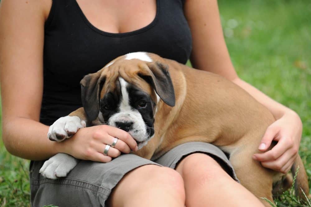 Unterschied Boxer-Rüde und Boxer-Hündin