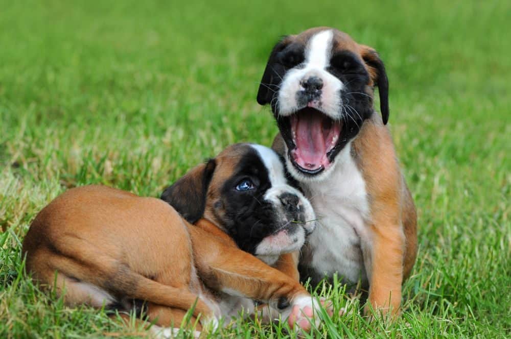 Deutscher Boxer Zuchter