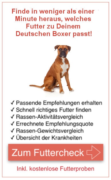 Deutscher Boxer Diese Hunde Machen Glucklich