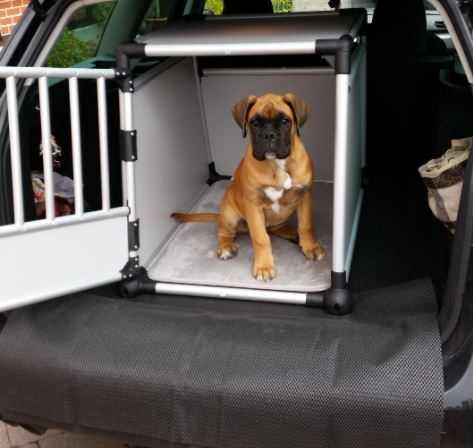 Hundebox sicher im Auto befestigen: Darauf sollten Sie achten - EFAHRER.com