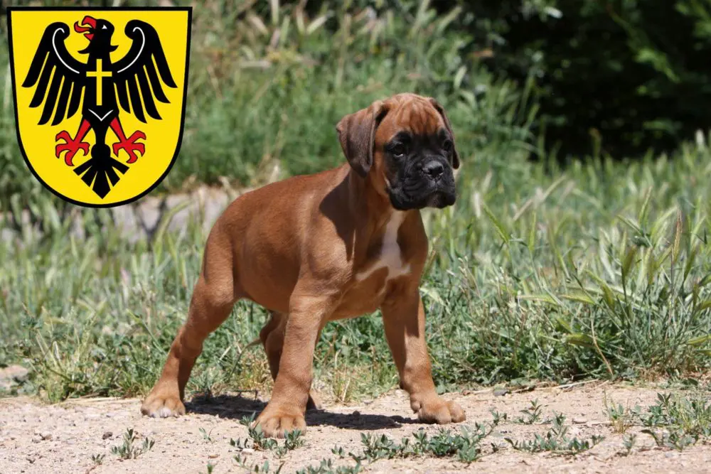 Boxer Züchter mit Welpen Rottweil, Baden-Württemberg