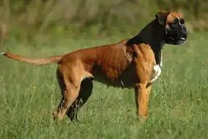 Mehr über den Artikel erfahren Boxer Züchter