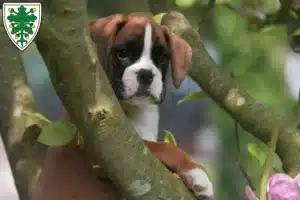 Mehr über den Artikel erfahren Boxer Züchter und Welpen in Aichach