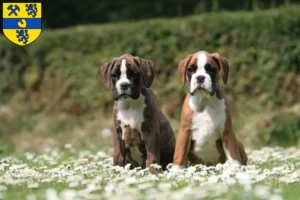 Mehr über den Artikel erfahren Boxer Züchter und Welpen in Alsdorf