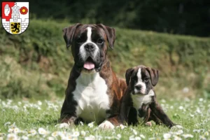 Mehr über den Artikel erfahren Boxer Züchter und Welpen in Altenburg