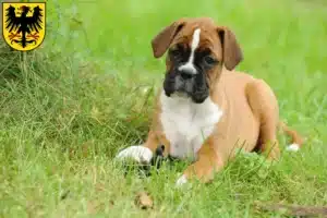Mehr über den Artikel erfahren Boxer Züchter und Welpen in Arnstadt