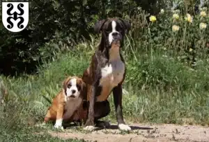 Mehr über den Artikel erfahren Boxer Züchter und Welpen in Bad Dürkheim
