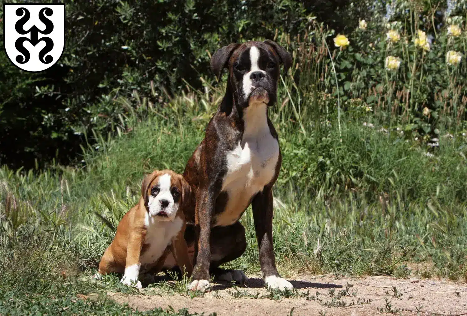 Boxer Welpen und Züchter Bad Dürkheim Hier findest Du Boxer Züchter in Bad Dürkheim.