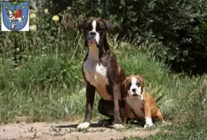 Mehr über den Artikel erfahren Boxer Züchter und Welpen in Bad Ems