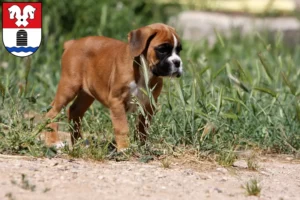Mehr über den Artikel erfahren Boxer Züchter und Welpen in Bad Fallingbostel