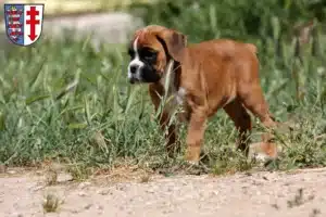 Mehr über den Artikel erfahren Boxer Züchter und Welpen in Bad Hersfeld
