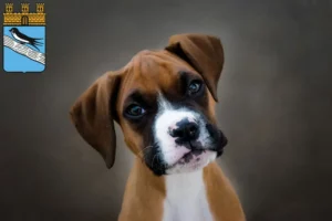 Mehr über den Artikel erfahren Boxer Züchter und Welpen in Bad Schwalbach