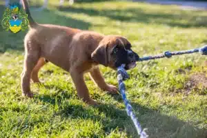 Mehr über den Artikel erfahren Boxer Züchter und Welpen in Bautzen