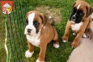 Mehr über den Artikel erfahren Boxer Züchter und Welpen in Beeskow