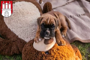 Mehr über den Artikel erfahren Boxer Züchter und Welpen in Bergedorf
