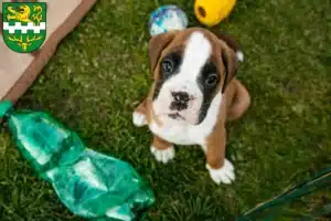 Mehr über den Artikel erfahren Boxer Züchter und Welpen in Bergisch Gladbach