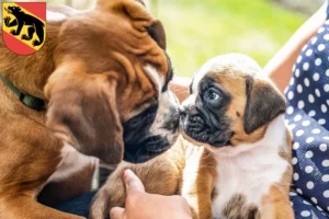 Mehr über den Artikel erfahren Boxer Züchter und Welpen in Bern