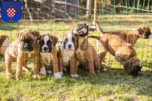 Mehr über den Artikel erfahren Boxer Züchter und Welpen in Birkenfeld (Nahe)