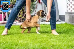 Mehr über den Artikel erfahren Boxer Züchter und Welpen in Bochum