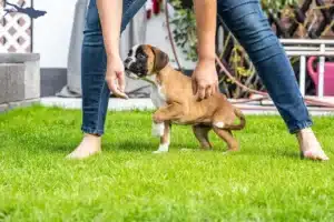 Mehr über den Artikel erfahren Boxer Züchter und Welpen am Bodensee