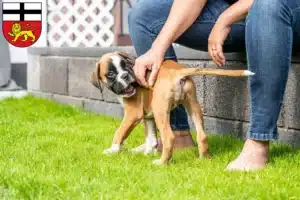 Mehr über den Artikel erfahren Boxer Züchter und Welpen in Bonn