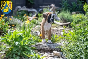 Mehr über den Artikel erfahren Boxer Züchter und Welpen in Borna