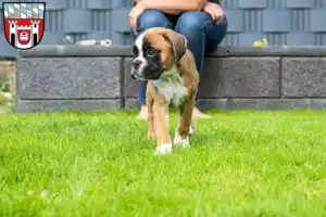 Mehr über den Artikel erfahren Boxer Züchter und Welpen in Cham (Oberpfalz)