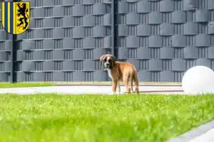 Mehr über den Artikel erfahren Boxer Züchter und Welpen in Chemnitz