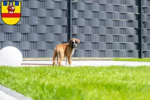 Mehr über den Artikel erfahren Boxer Züchter und Welpen in Cloppenburg