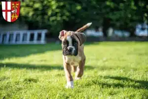 Mehr über den Artikel erfahren Boxer Züchter und Welpen in Cochem