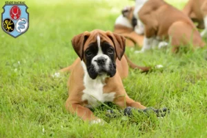 Mehr über den Artikel erfahren Boxer Züchter und Welpen in Dachau