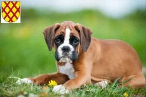 Mehr über den Artikel erfahren Boxer Züchter und Welpen in Daun