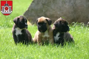 Mehr über den Artikel erfahren Boxer Züchter und Welpen in Detmold