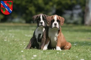 Mehr über den Artikel erfahren Boxer Züchter und Welpen in Dietzenbach
