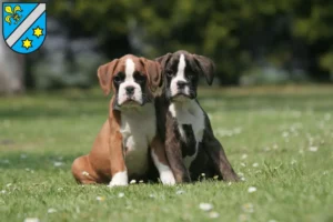 Mehr über den Artikel erfahren Boxer Züchter und Welpen in Dillingen an der Donau