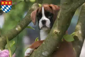 Mehr über den Artikel erfahren Boxer Züchter und Welpen in Dingolfing