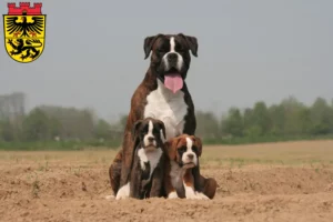 Mehr über den Artikel erfahren Boxer Züchter und Welpen in Düren