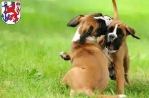 Mehr über den Artikel erfahren Boxer Züchter und Welpen in Düsseldorf
