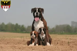 Mehr über den Artikel erfahren Boxer Züchter und Welpen in Duisburg
