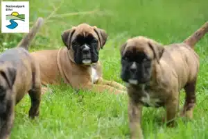 Mehr über den Artikel erfahren Boxer Züchter und Welpen in der Eifel