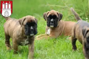 Mehr über den Artikel erfahren Boxer Züchter und Welpen in Eimsbüttel