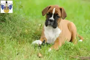 Mehr über den Artikel erfahren Boxer Züchter und Welpen in Eisenberg (Thüringen)