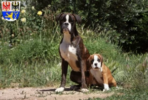 Mehr über den Artikel erfahren Boxer Züchter und Welpen in Erlangen