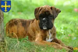 Mehr über den Artikel erfahren Boxer Züchter und Welpen in Eutin