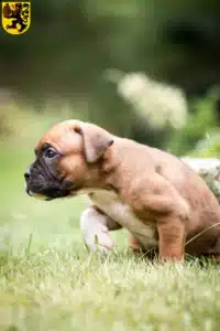 Mehr über den Artikel erfahren Boxer Züchter und Welpen in Frechen