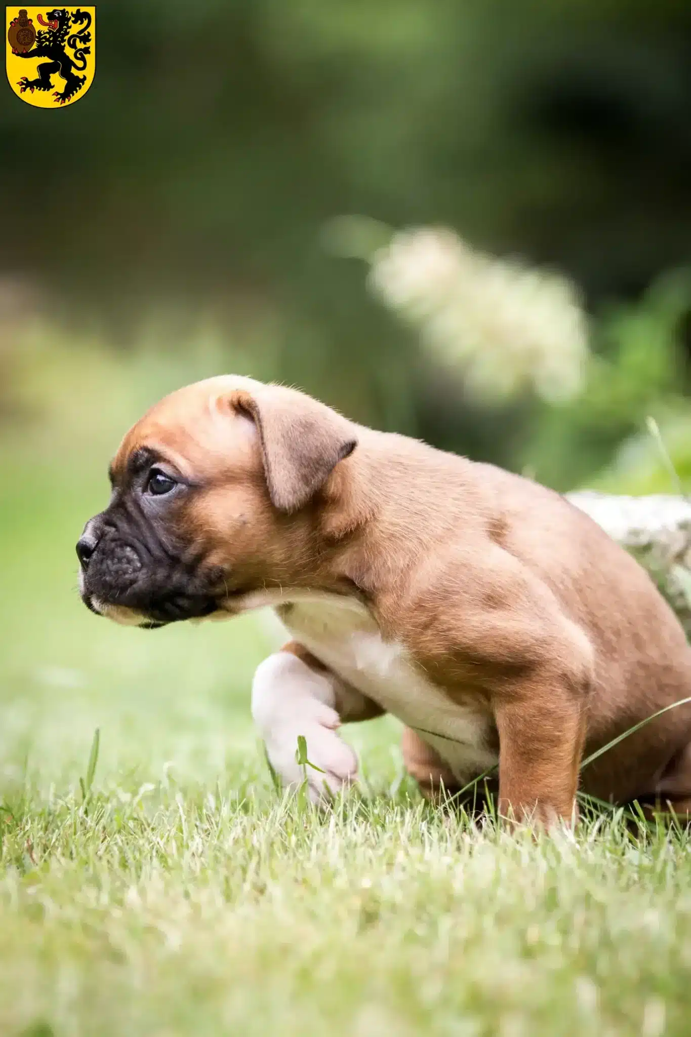 Mehr über den Artikel erfahren Boxer Züchter und Welpen in Frechen