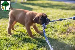 Mehr über den Artikel erfahren Boxer Züchter und Welpen in Freyung